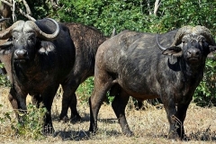 Bufalo africano
