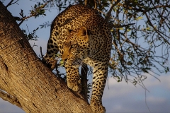 Leopardo africano-Kenya