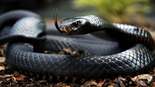 Black Mamba-Serpenti letali in Kenya