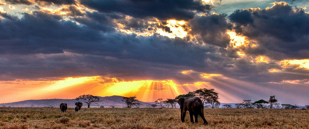 Kenya Safari-Parchi e Riserve-Fauna selvatica