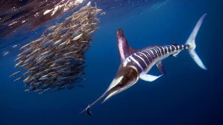Marlin a strisce-Pesca-Oceano Indiano-Costa del Kenya