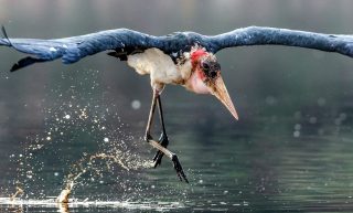 Cicogna Marabù-Marabou Stork